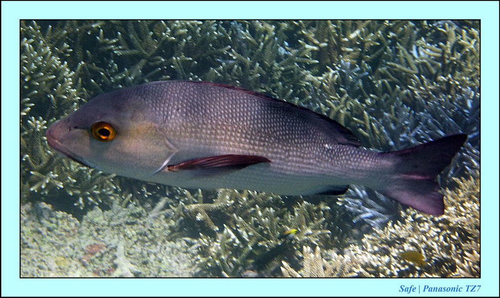 2011 - 08 - Borneo - Sipadan 060